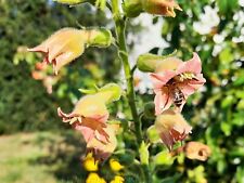 Samen nicotiana glutinosa gebraucht kaufen  Cottbus