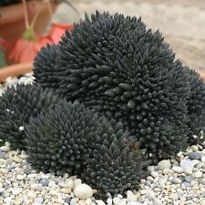 Sinocrassula yunnanensis plant for sale  LONDON