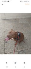 Chien d'occasion  Noisy-le-Grand
