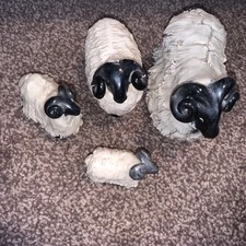 Scottish black face for sale  KIRKCALDY
