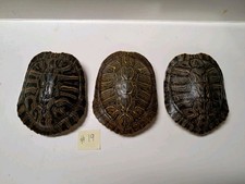 Red eared slider for sale  Ozark