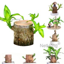 Brazilian wood sprouting for sale  DUNSTABLE