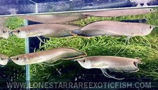 Black arowana osteoglossum for sale  Livingston