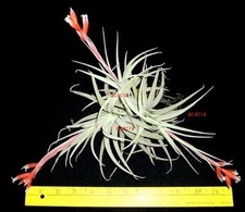 Clump subsecundifolia tillands for sale  Waianae