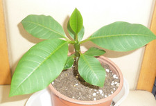 Plumeria youngster for sale  SKEGNESS