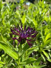 Centaurea montana jordy gebraucht kaufen  Brilon
