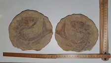 Fossilien gebraucht kaufen  München