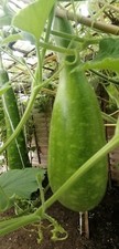 Bottle gourd zucca for sale  UK