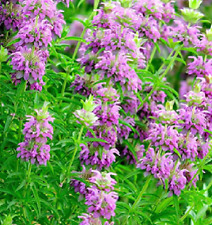 MENTA LIMON  monarda citriodora  300 semillas - seeds  comprar usado  Enviando para Brazil