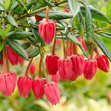 Chilean lantern tree for sale  PETERBOROUGH