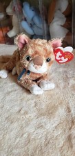 Mattie tabby cat for sale  Plainwell