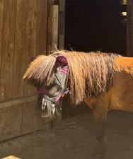 Fliegenmaske minishetty gebraucht kaufen  Markdorf