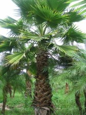 WASHINGTONIA ROBUSTA - PALMA MESSICANA DI WASHINGTON, 10 SEMI SELEZIONATI na sprzedaż  Wysyłka do Poland
