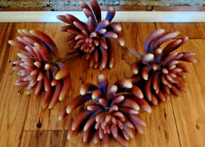 Large succulent look for sale  Altoona