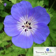Stück geranium rozanne gebraucht kaufen  Halstenbek