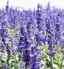 800 hyssop seeds for sale  Buffalo