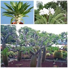 Graines pachypodium lamerei usato  Nizza di Sicilia