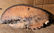 Maine lobster claw for sale  South China