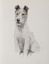 Meynell hunt terrier for sale  UK