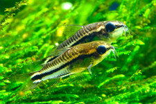 corydoras d'occasion corydoras d'occasion Expédié en Belgium