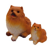 Pomeranian adult dog for sale  Urbana