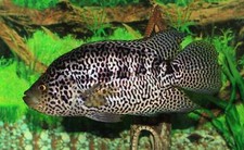 Jaguar cichlid for sale  Discovery Bay