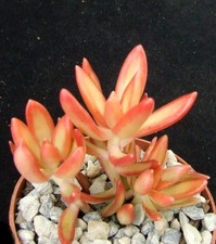 1 sedum plants for sale  EASTBOURNE