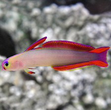 Purple firefish goby for sale  Garden City