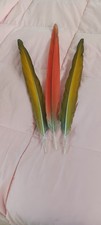 Naturally molted scarlett for sale  Pahoa