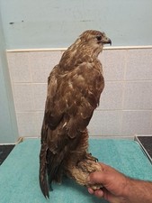 Taxidermy large buzzard for sale  LEEDS