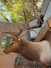 Royal elk taxidermy for sale  Chandler