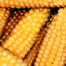 Popcorn japanese hullness for sale  Minneapolis