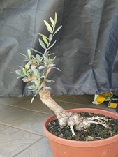 bonsai quercia semi usato  Sulbiate