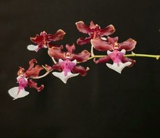 Oncidium sharry baby. for sale  NOTTINGHAM