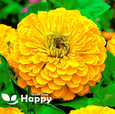 Zinnia dahlia yellow for sale  DONCASTER