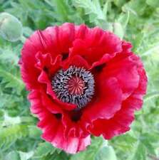 Türkischer mohn harlem gebraucht kaufen  Bad Zwischenahn