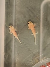 axolotl baby for sale axolotl baby for sale Albuquerque