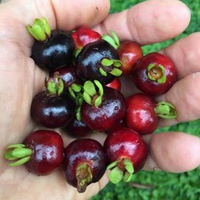Rare grumichama brazilian for sale  Debary