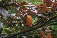 New copper beech for sale  BRIGHTON