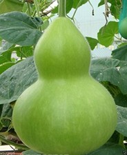 Giant bottle gourd for sale  Russell