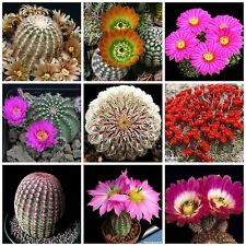 Semi miscuglio echinocereus usato  Nizza di Sicilia