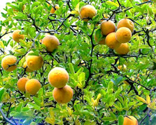 Graines citron nord d'occasion  Sanary-sur-Mer