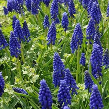 Bulbi muscari armeniacum usato  Grottaferrata