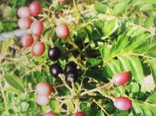 Curry leave plant for sale  Chicago