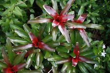 Neoregelia fireball bromeliad for sale  HORSHAM