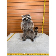Fhcoon7 raccoon taxidermy for sale  Hill City