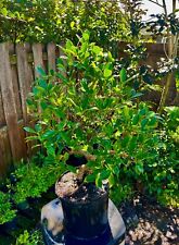 Tigerwood ficus bonsai for sale  Bonita Springs