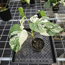 Monstera borsigiana albo for sale  USA