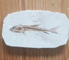 Poisson fossile d'occasion  Couëron