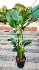 Pianta strelitzia augusta usato  Altamura